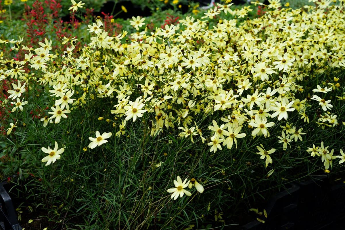  Meisjesogen (Coreopsis Verticillata 'Moonbeam')