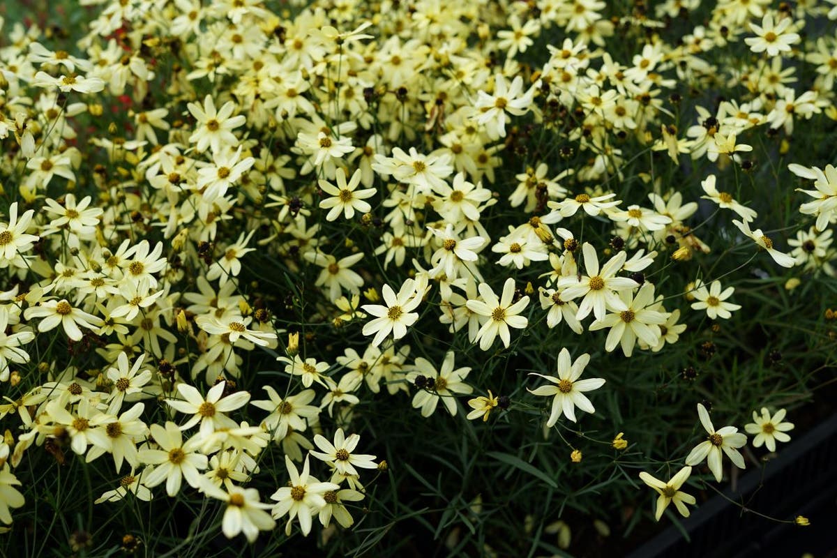  Meisjesogen (Coreopsis Verticillata 'Moonbeam')