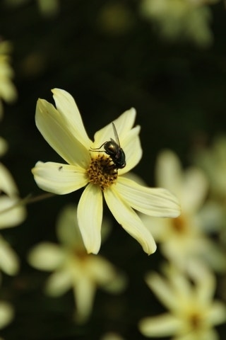  Meisjesogen (Coreopsis Verticillata 'Moonbeam')