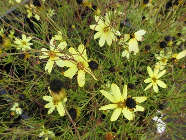  Meisjesogen (Coreopsis Verticillata 'Moonbeam')