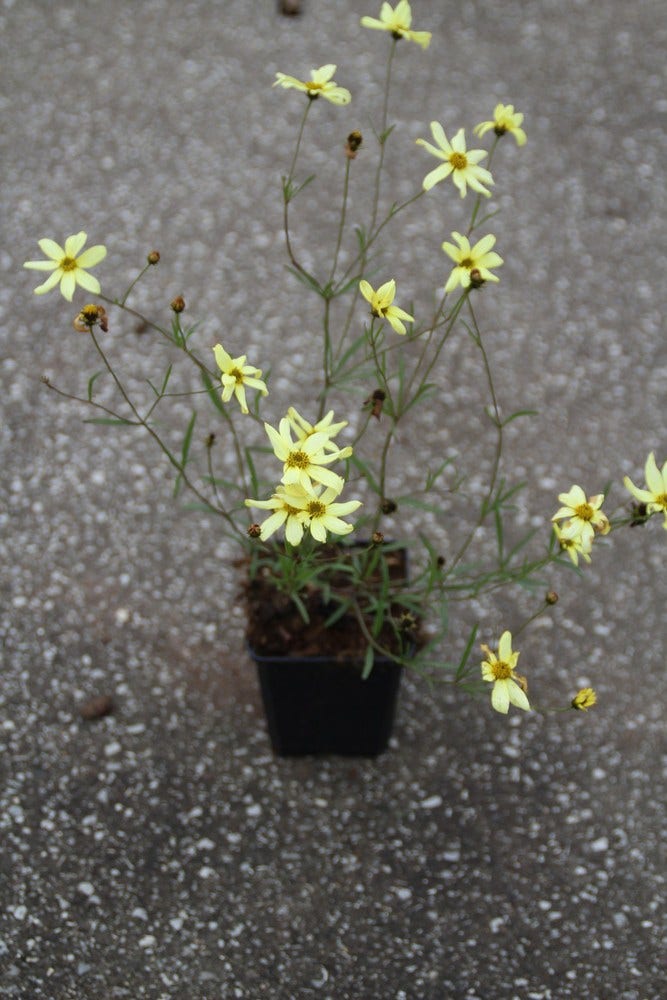  Meisjesogen (Coreopsis Verticillata 'Moonbeam')