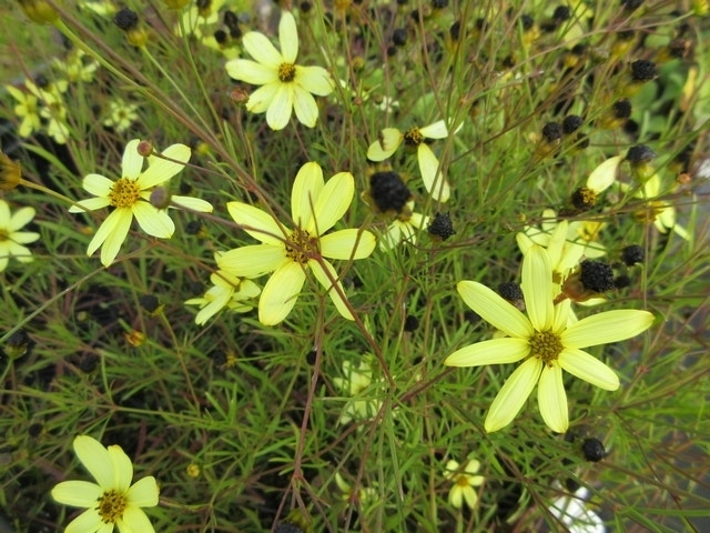  Meisjesogen (Coreopsis Verticillata 'Moonbeam')