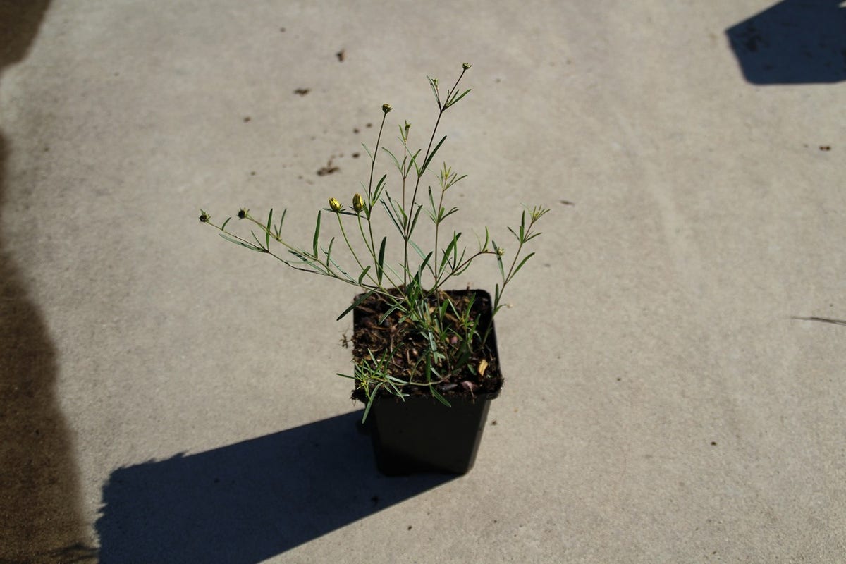  Meisjesogen (Coreopsis Verticillata 'Moonbeam')