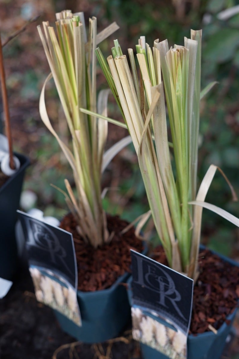  Pampasgras (Cortaderia Selloana)
