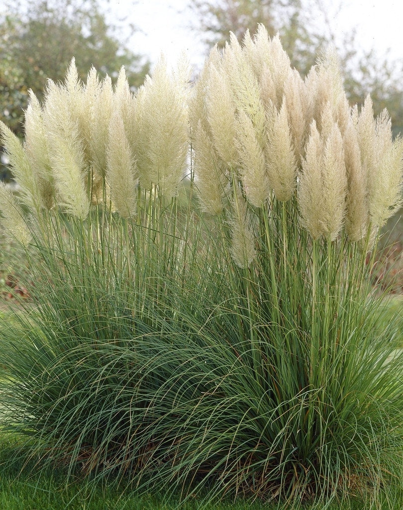 Pampasgras (Cortaderia Selloana)