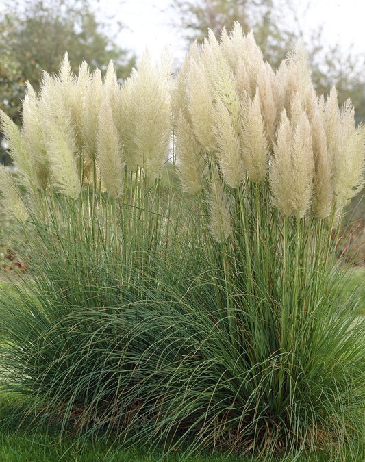  Pampasgras (Cortaderia Selloana)