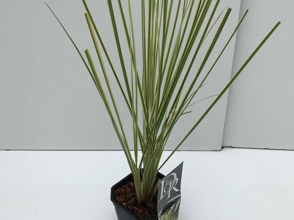  Dwerg Pampasgras (Cortaderia Selloana 'Mini Goldpampas')
