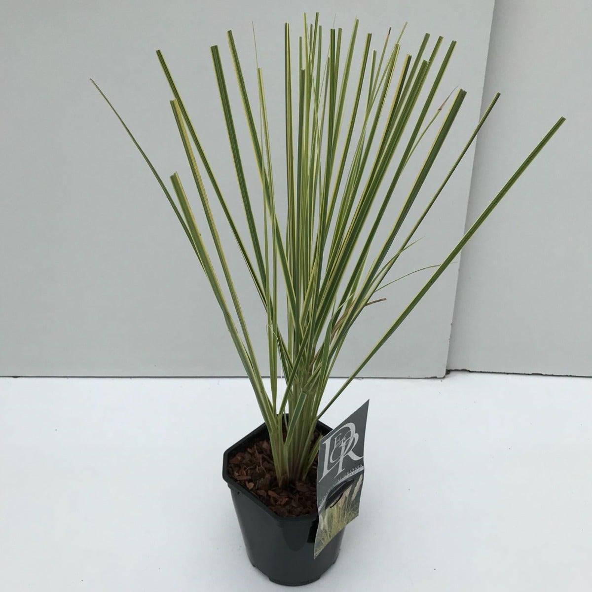  Dwerg Pampasgras (Cortaderia Selloana 'Mini Goldpampas')