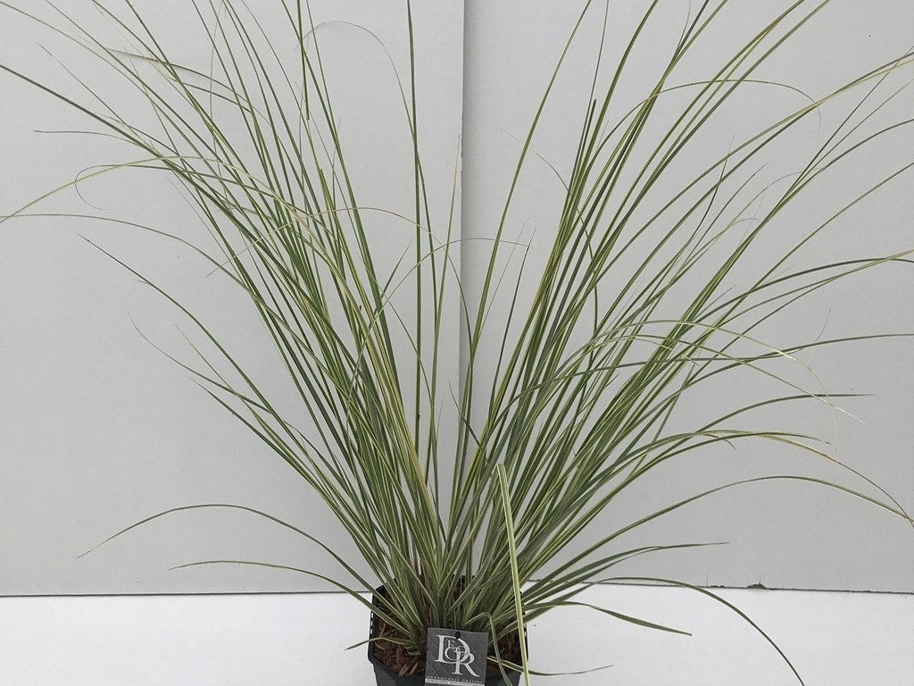  Dwerg Pampasgras (Cortaderia Selloana 'Mini Goldpampas')