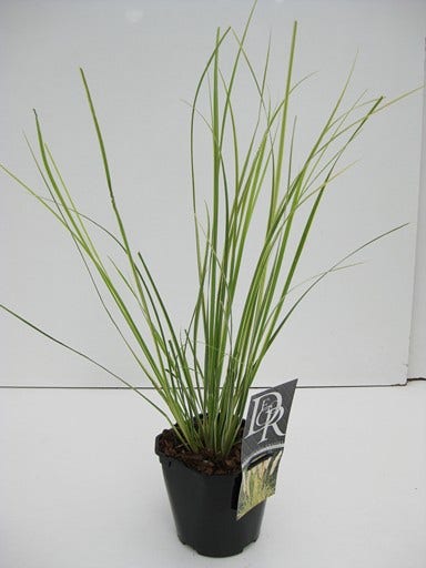  Dwerg Pampasgras (Cortaderia Selloana 'Mini Goldpampas')
