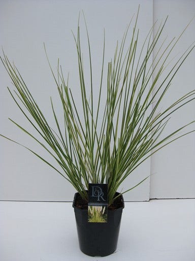  Dwerg Pampasgras (Cortaderia Selloana 'Mini Goldpampas')