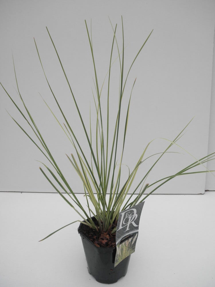  Dwerg Pampasgras (Cortaderia Selloana 'Mini Goldpampas')
