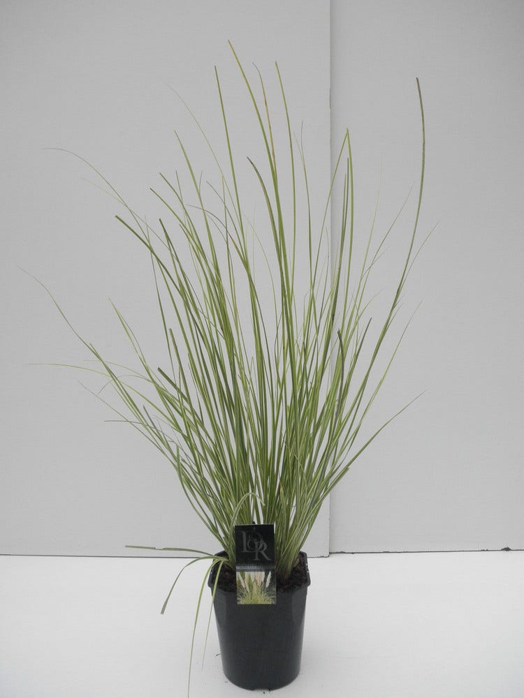  Dwerg Pampasgras (Cortaderia Selloana 'Mini Goldpampas')