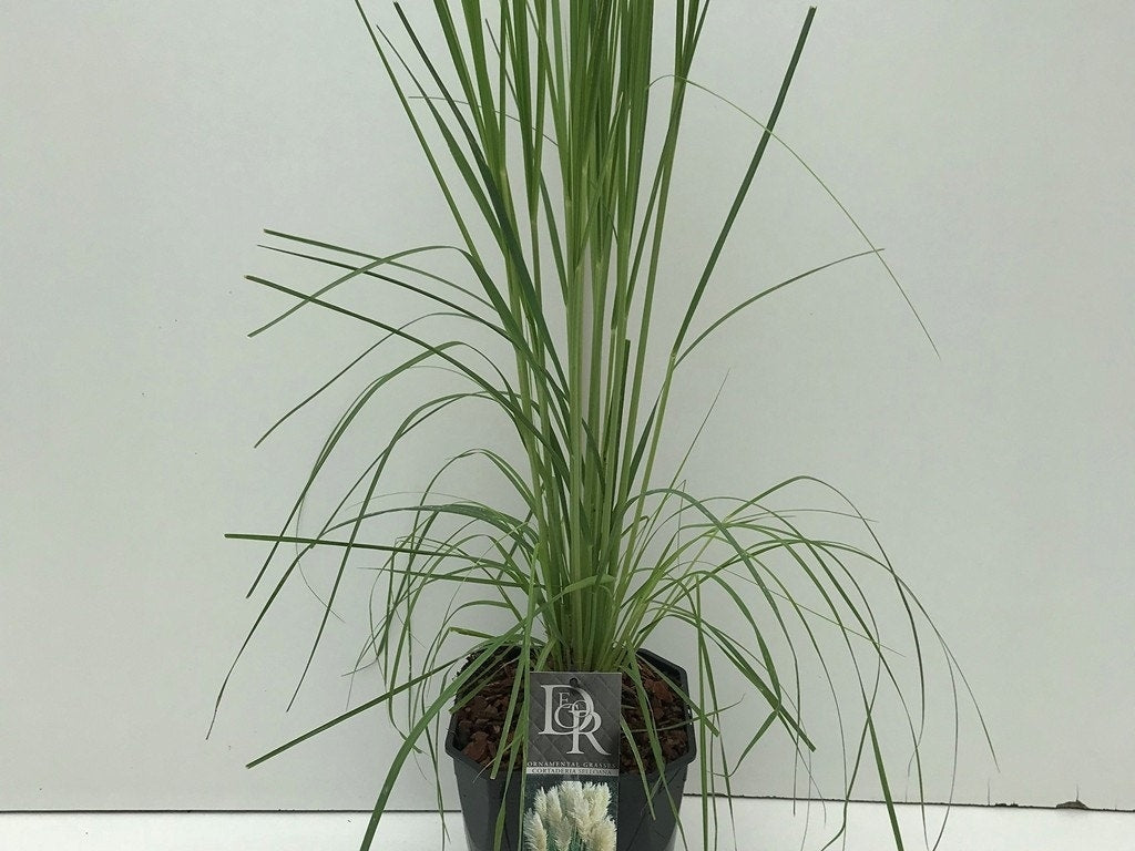  Pampasgras (Cortaderia Selloana)