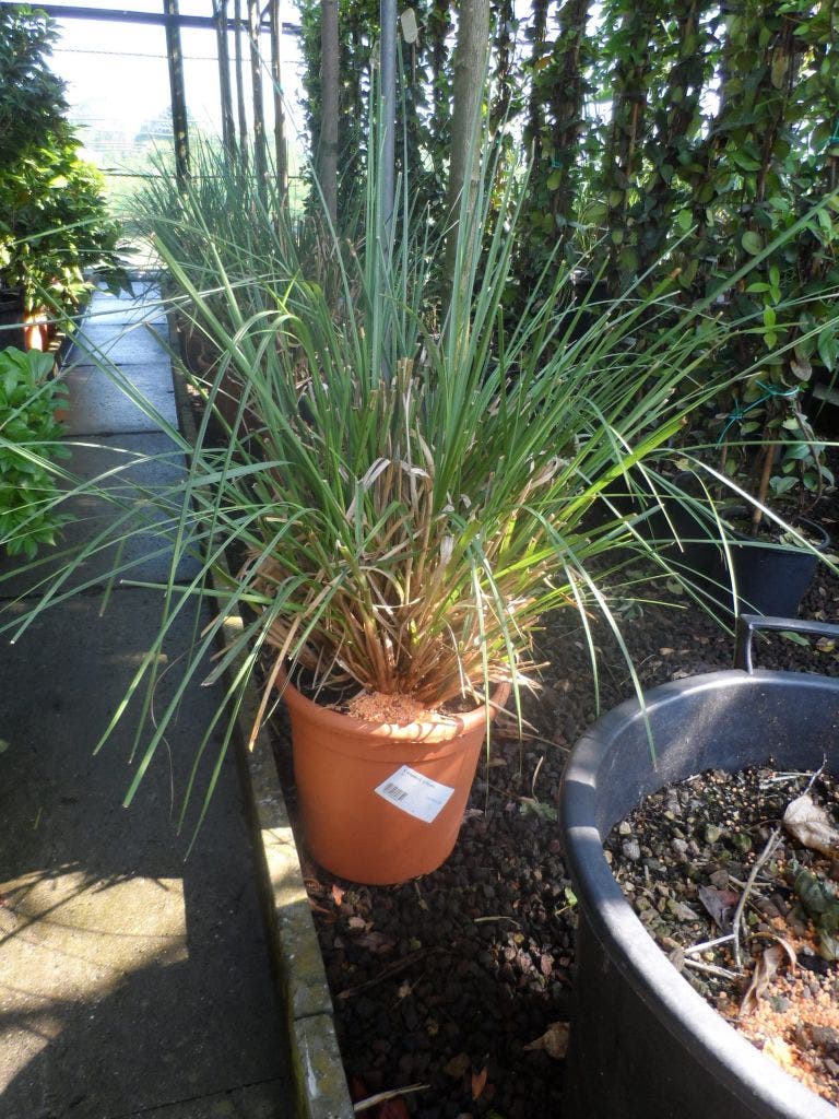  Pampasgras (Cortaderia Selloana)