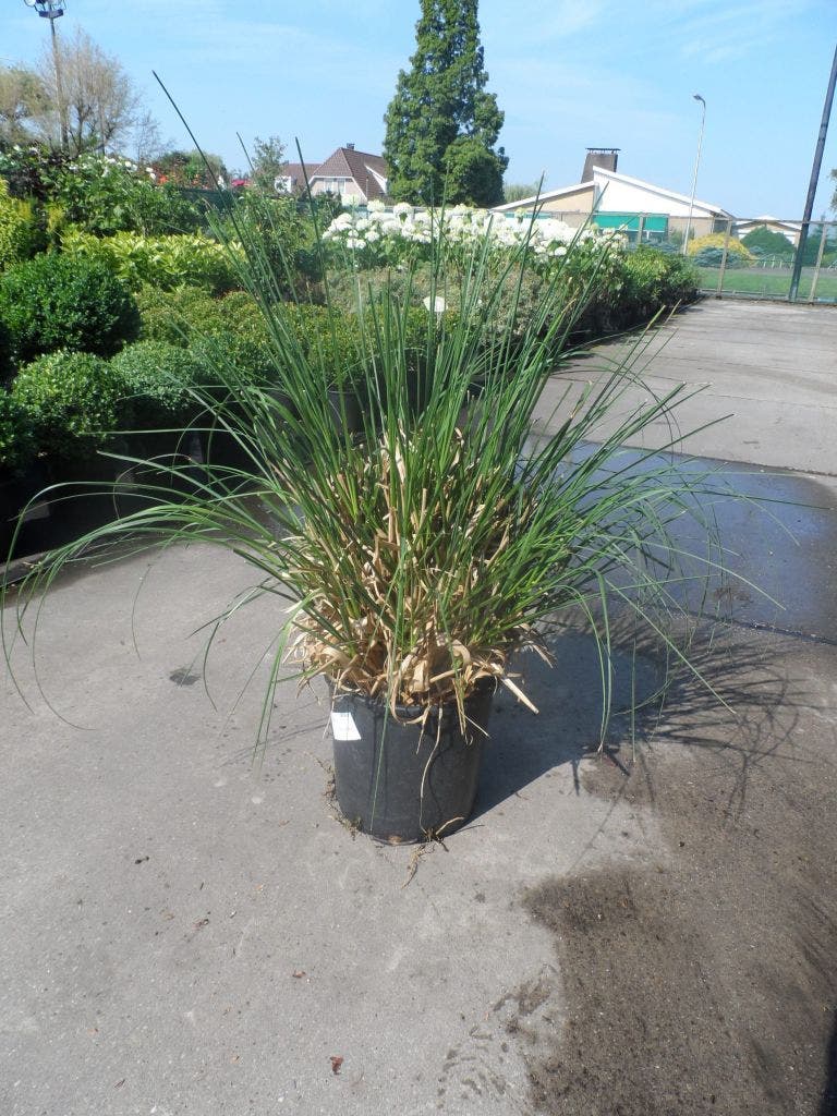  Pampasgras (Cortaderia Selloana)
