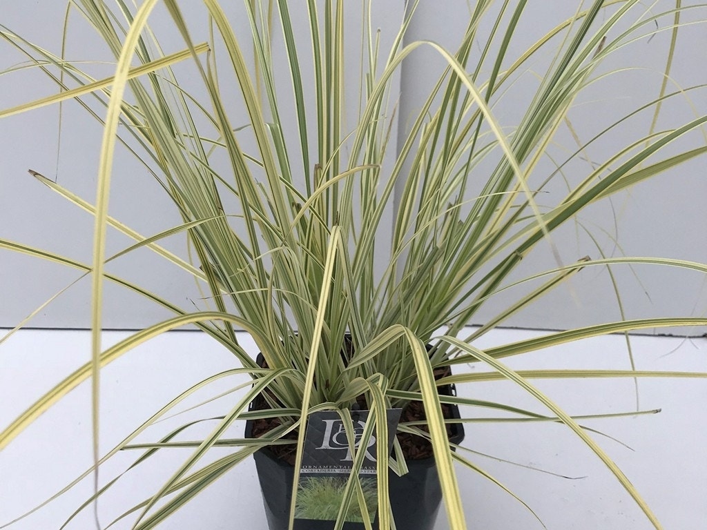  Pampasgras (Cortaderia Selloana 'Splendid Star')