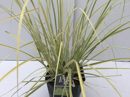  Pampasgras (Cortaderia Selloana 'Splendid Star')