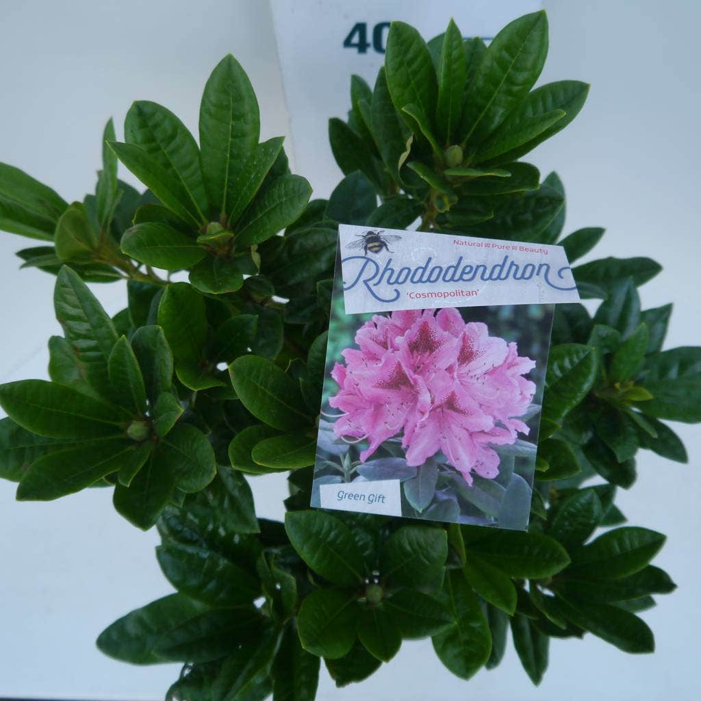 Rhododendron (Rhododendron 'Cosmopolitan')