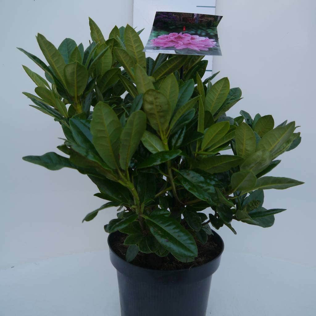  Rhododendron (Rhododendron 'Cosmopolitan')