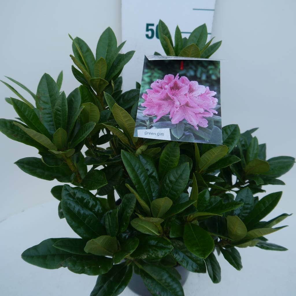  Rhododendron (Rhododendron 'Cosmopolitan')