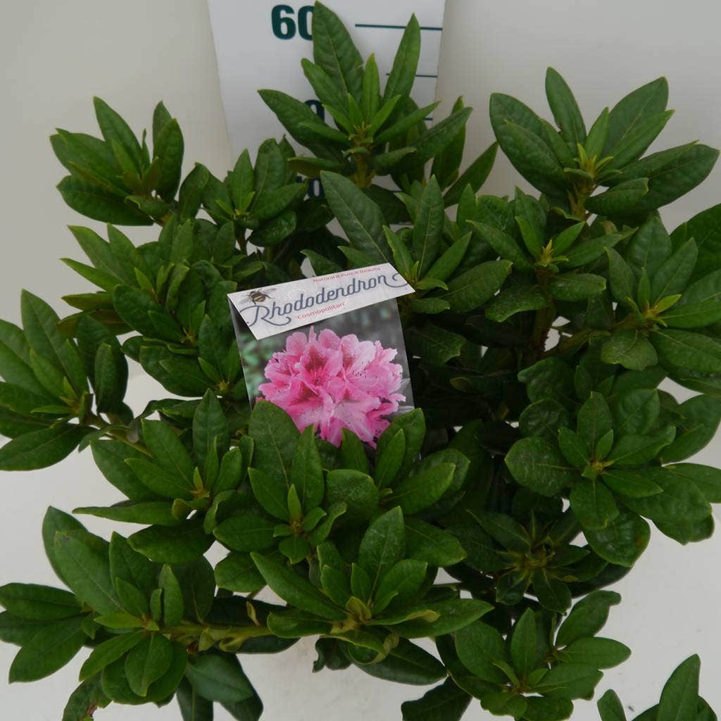  Rhododendron (Rhododendron 'Cosmopolitan')