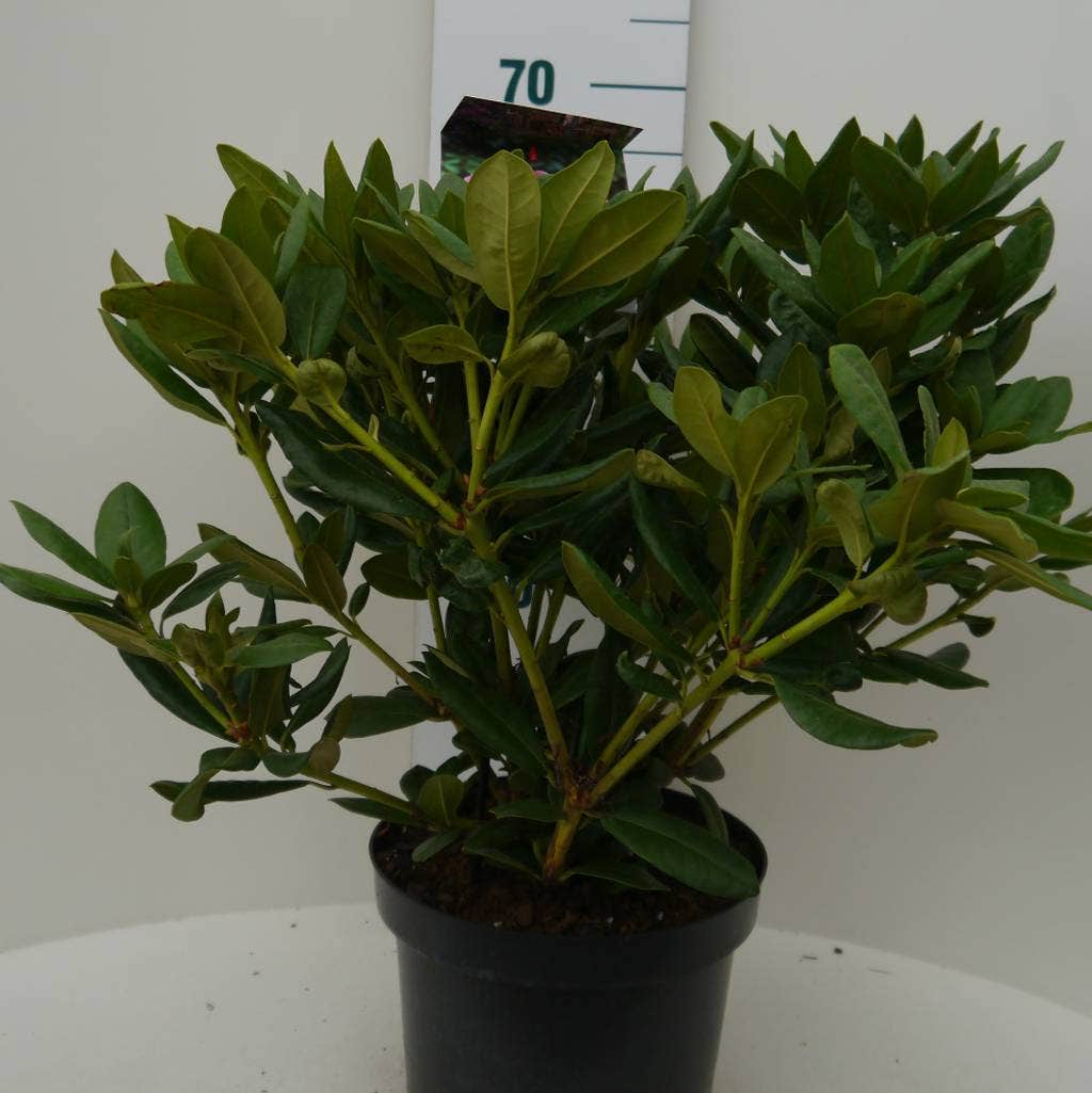  Rhododendron (Rhododendron 'Cosmopolitan')