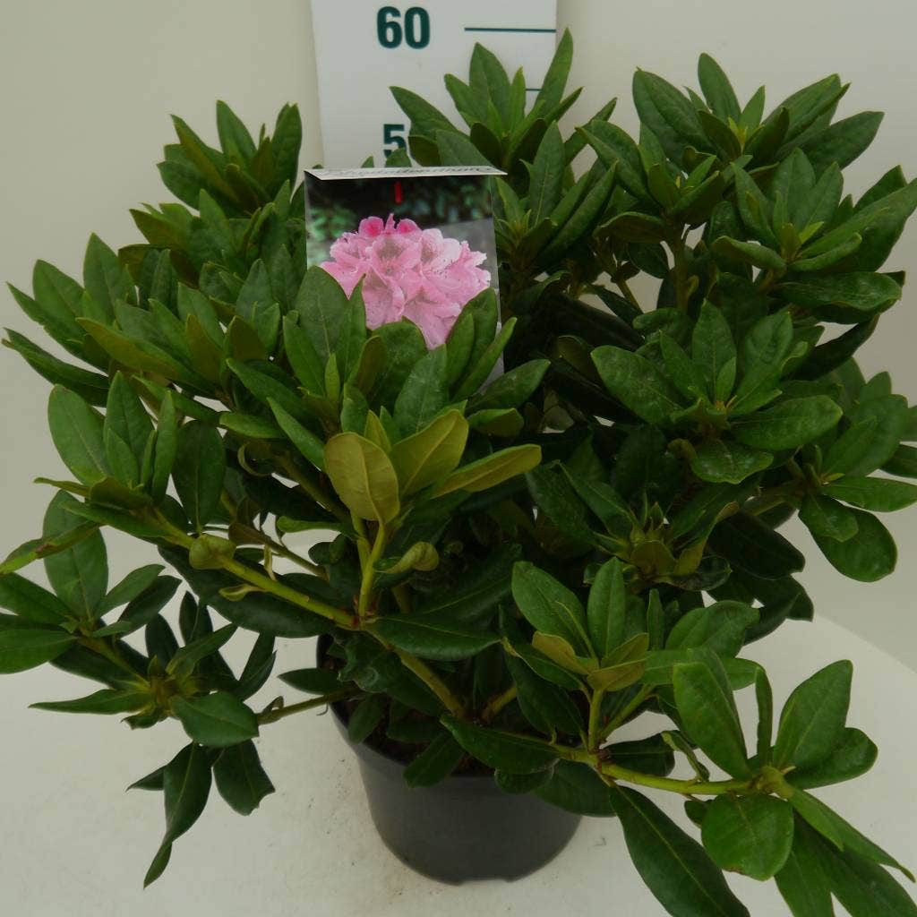  Rhododendron (Rhododendron 'Cosmopolitan')