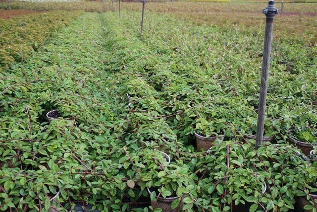  Dwergmispel (Cotoneaster Dammeri 'Gelre')