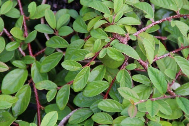  Dwergmispel (Cotoneaster Dammeri 'Gelre')