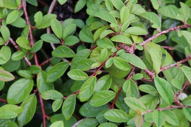  Dwergmispel (Cotoneaster Dammeri 'Gelre')