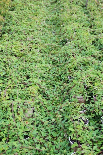  Dwergmispel (Cotoneaster Dammeri 'Gelre')