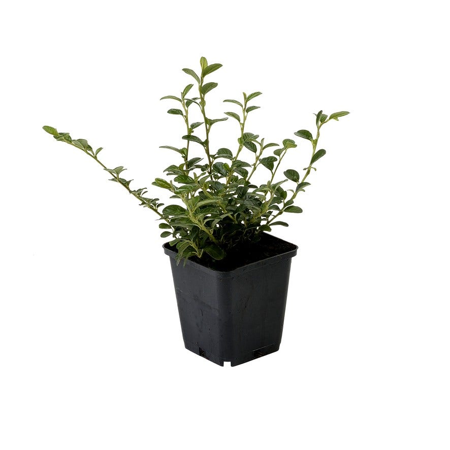  Dwergmispel (Cotoneaster Dammeri)