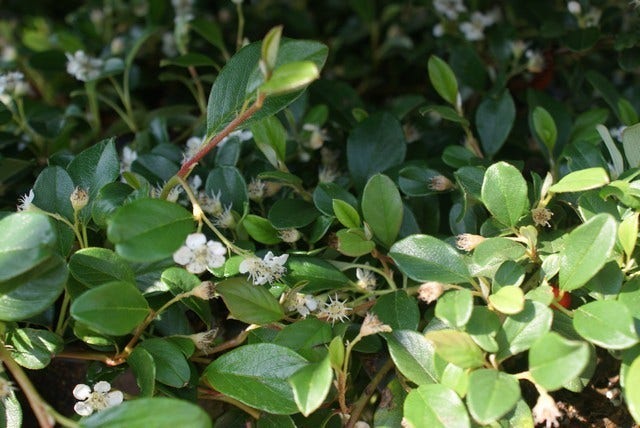 Dwergmispel (Cotoneaster Dammeri)