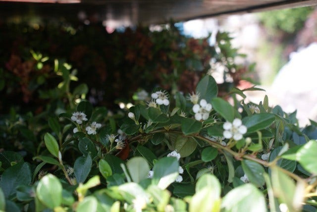  Dwergmispel (Cotoneaster Dammeri)