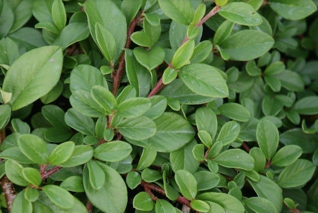  Dwergmispel (Cotoneaster Dammeri 'Major')
