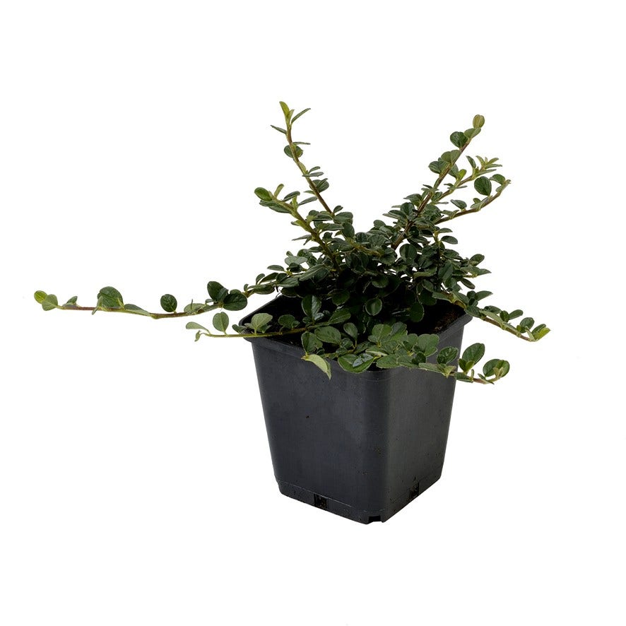  Dwergmispel (Cotoneaster Procumbens 'Queen Of Carpets')