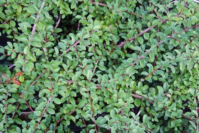  Dwergmispel (Cotoneaster Radicans 'Eichholz')