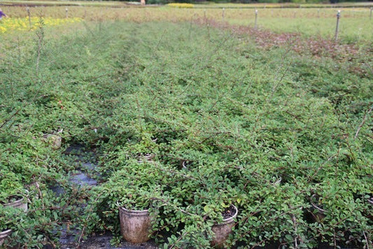  Dwergmispel (Cotoneaster Radicans 'Eichholz')