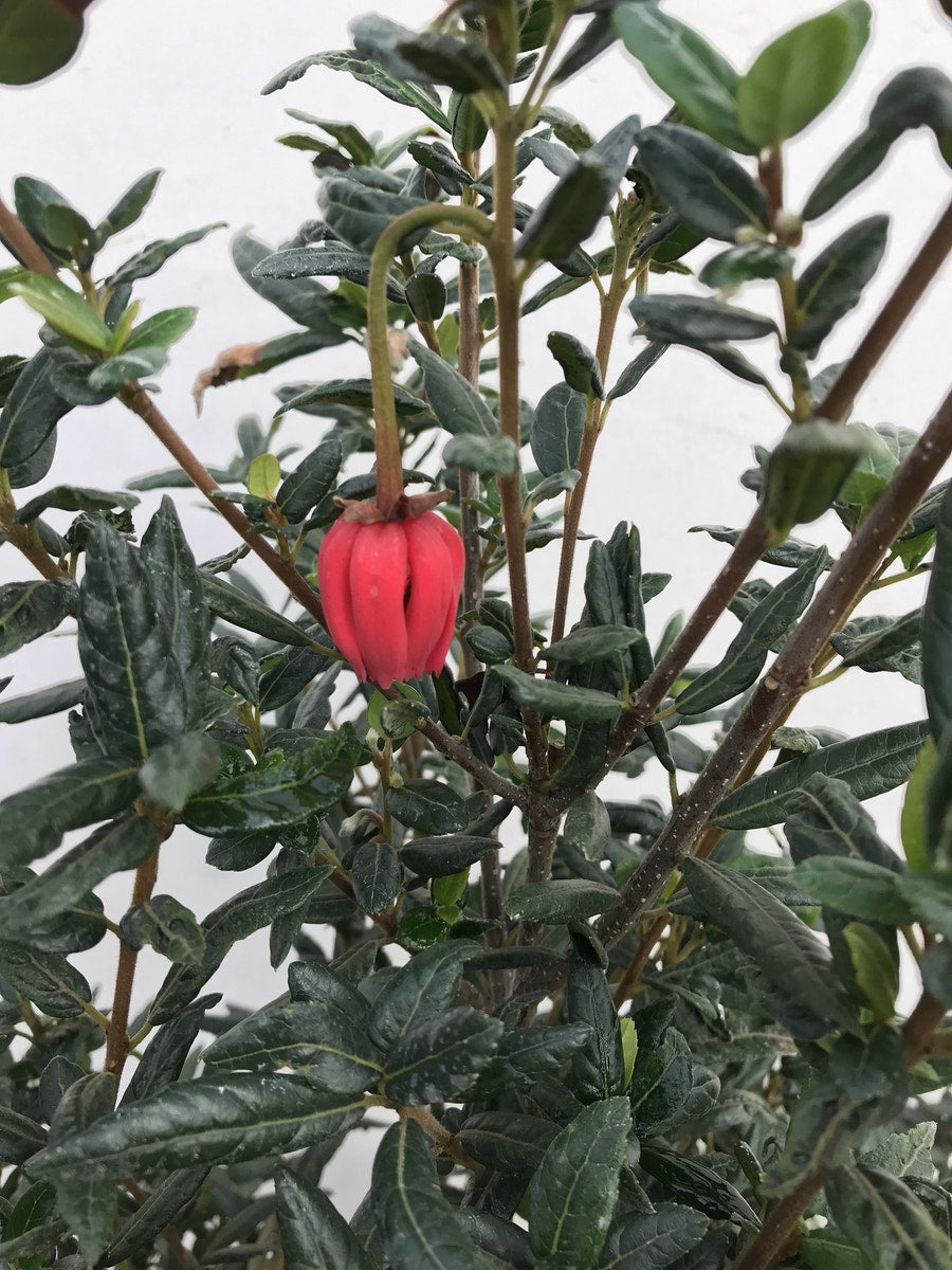  Chileense Lantaarnboom (Crinodendron Hookerianum)