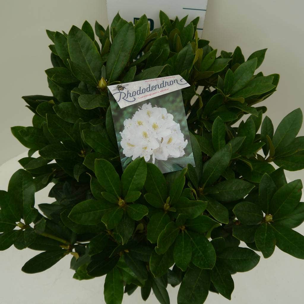 Rhododendron (Rhododendron 'Cunningham White')