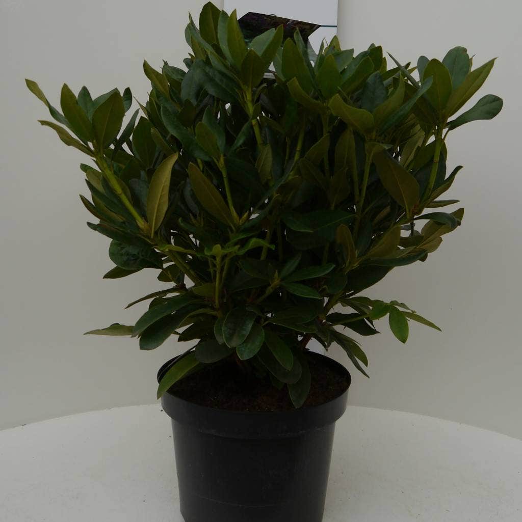  Rhododendron (Rhododendron 'Cunningham White')