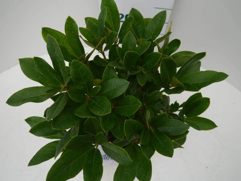  Rhododendron (Rhododendron 'Cunningham White')