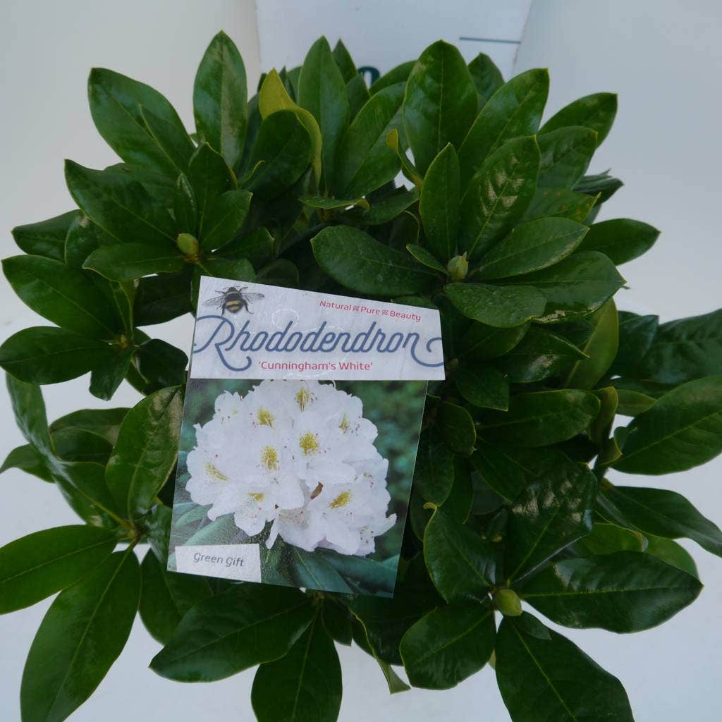  Rhododendron (Rhododendron 'Cunningham White')