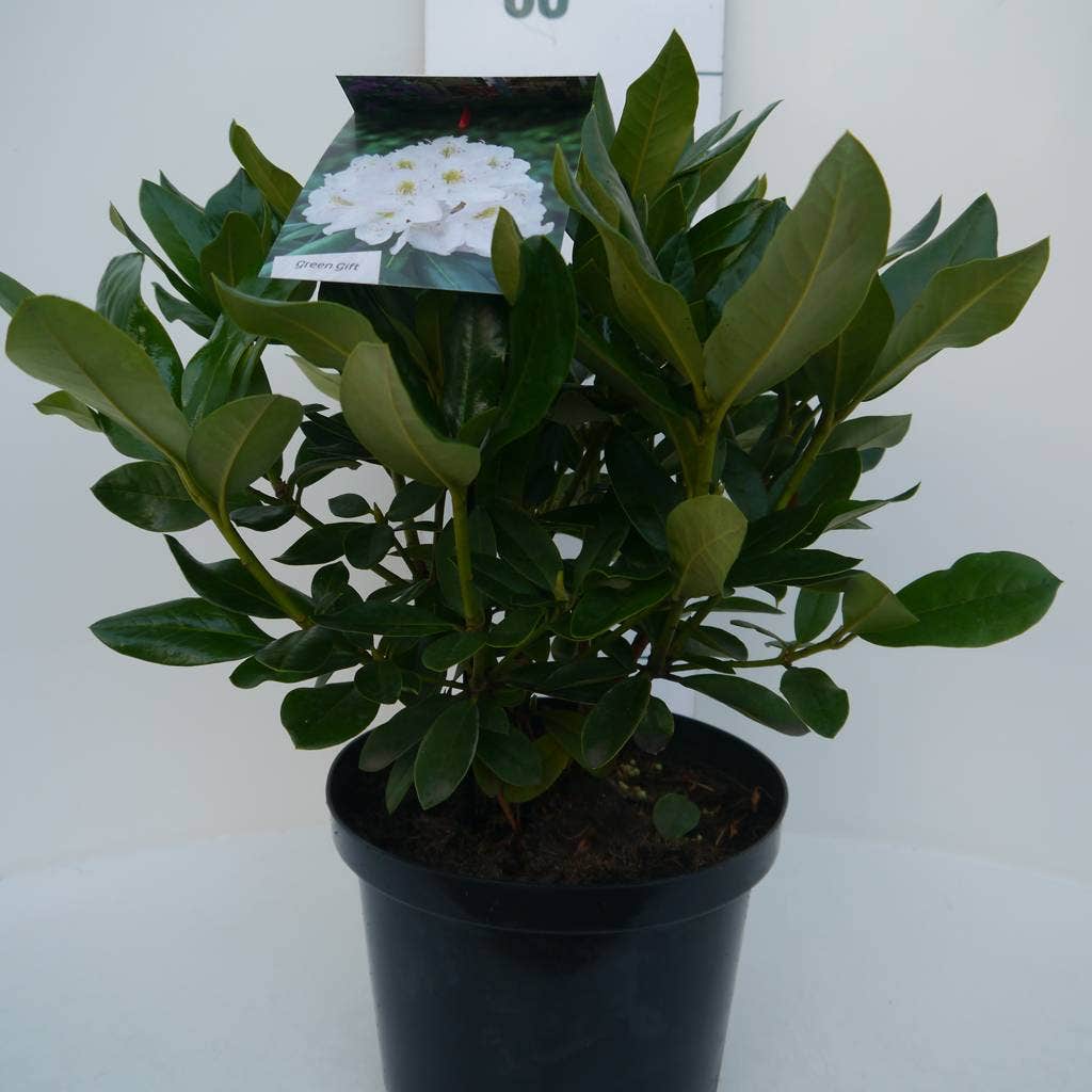  Rhododendron (Rhododendron 'Cunningham White')