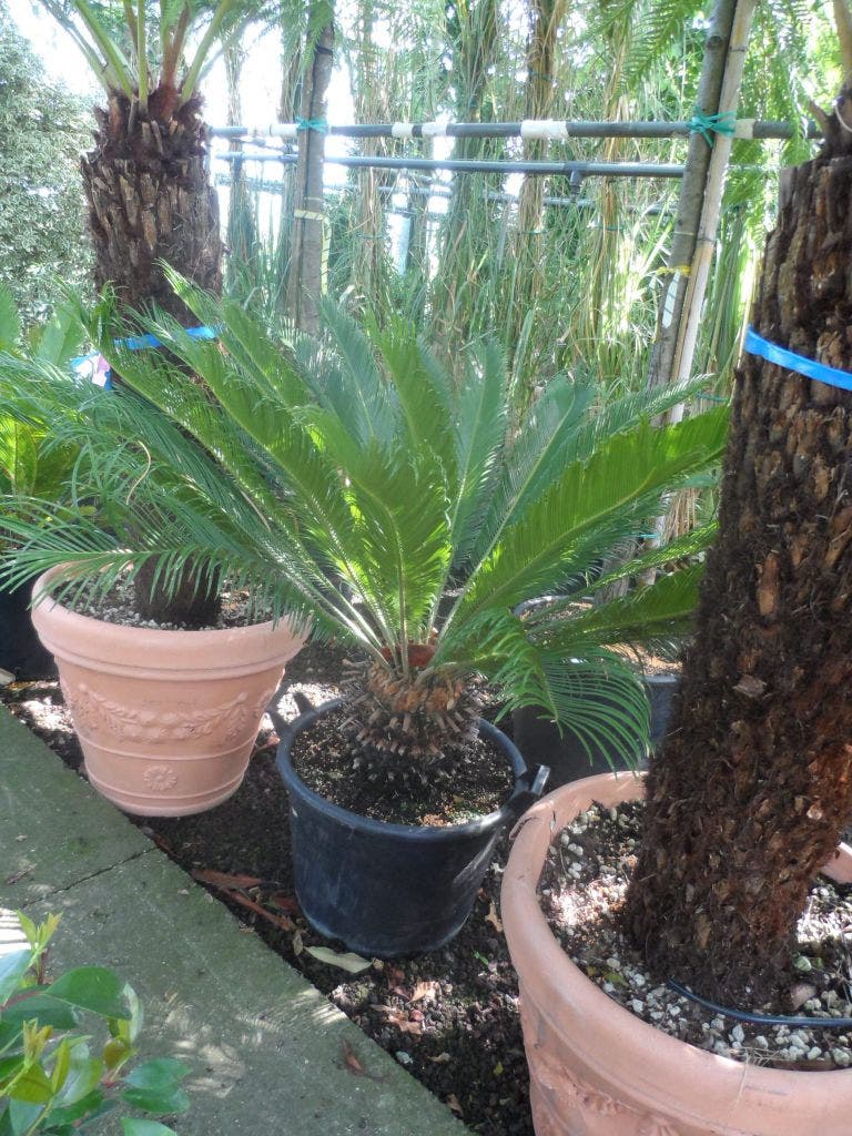  Cycaspalm (Cycas Revoluta)