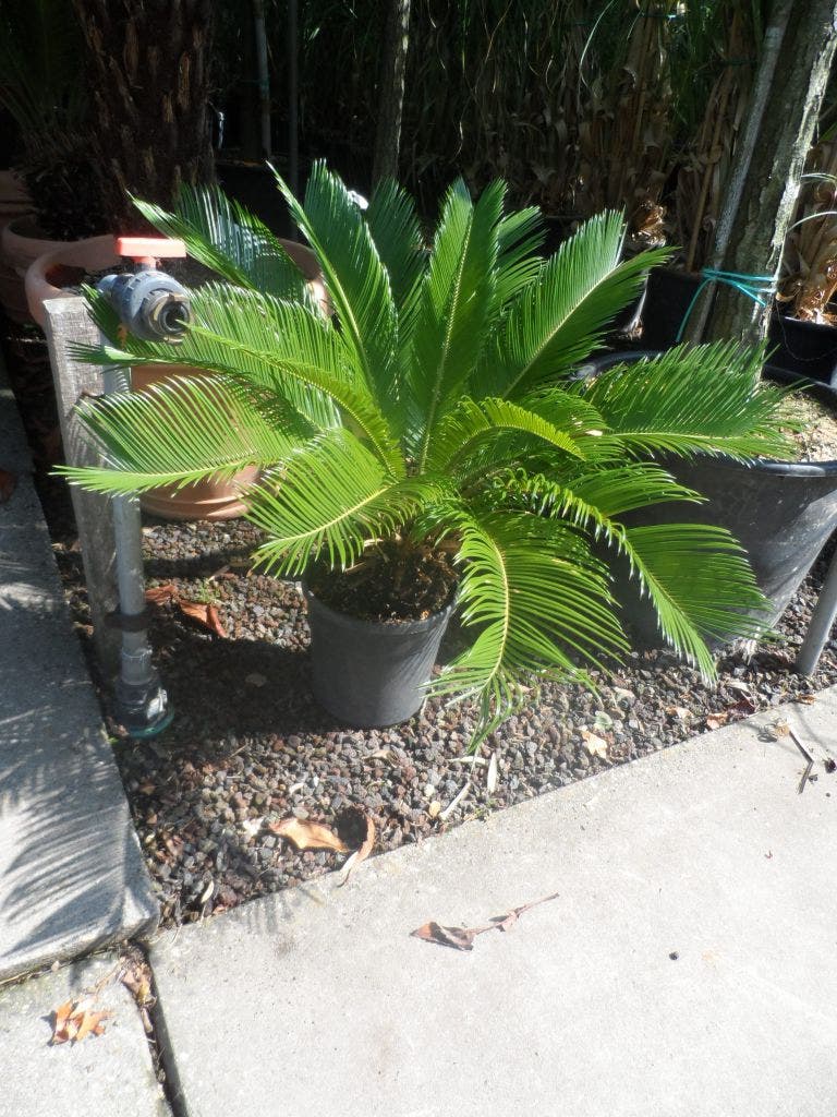  Cycaspalm (Cycas Revoluta)
