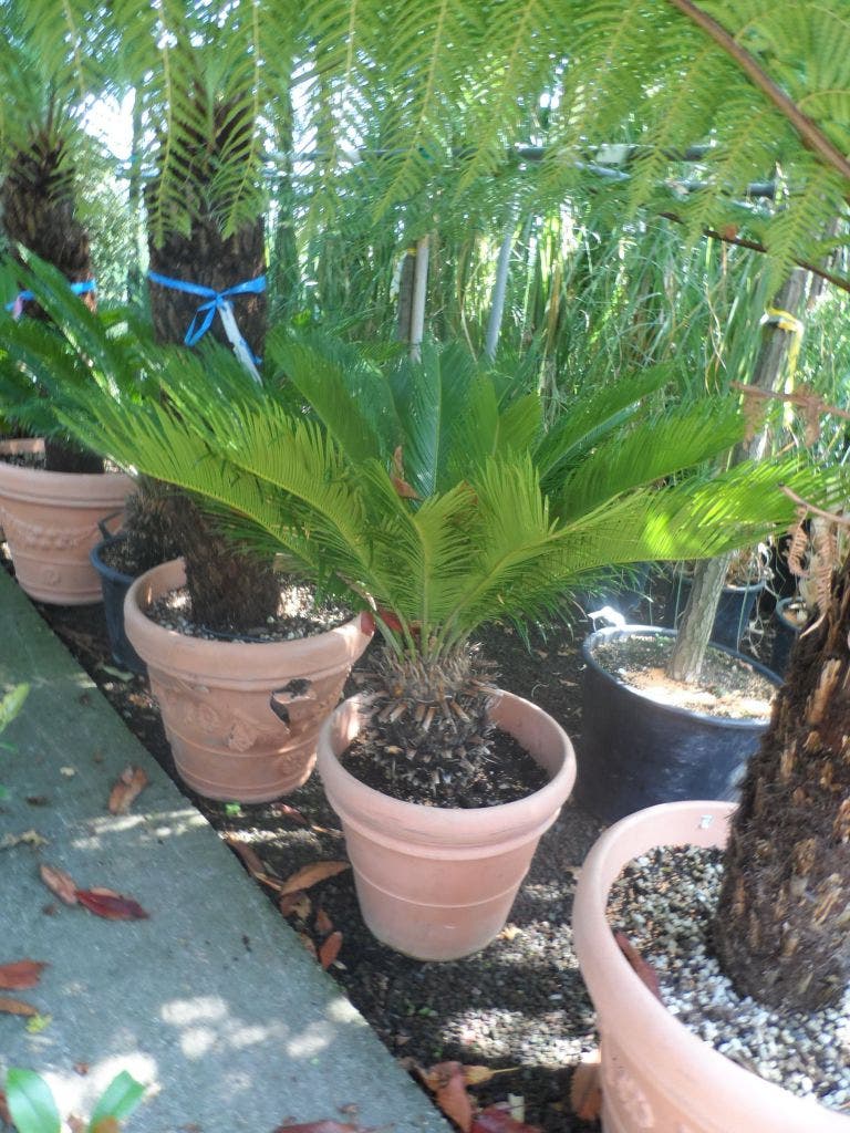  Cycaspalm (Cycas Revoluta)