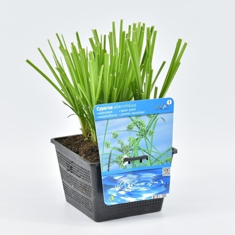 Parapluplant (Cyperus Alternifolius)