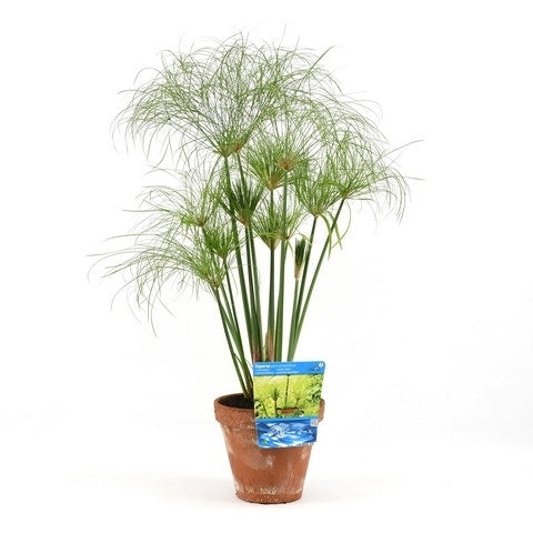  Papyrusplant (Cyperus Percamenthus)